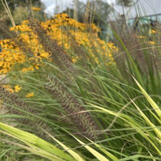Flowers & Grasses