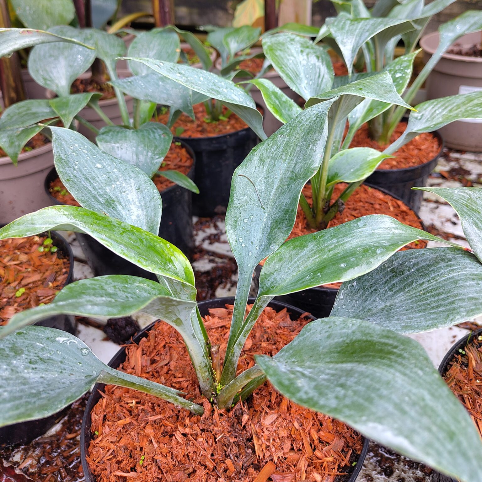 Hosta 'Bullet Proof' - Big Plant Nursery