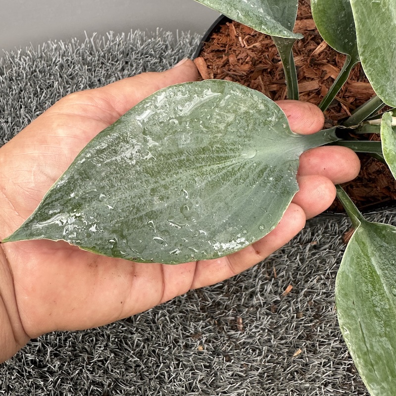 Hosta Bullet Proof leaf