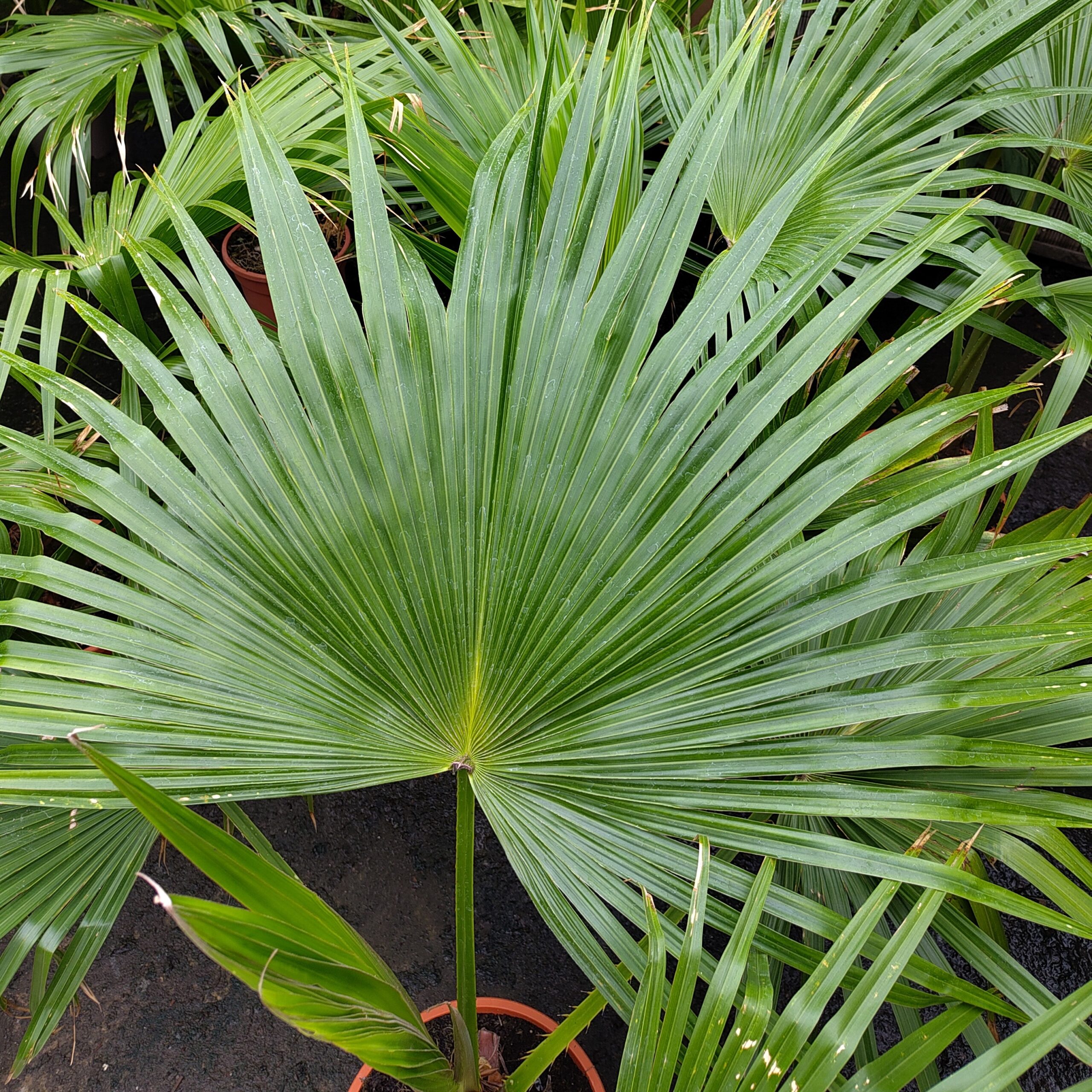 Livinstona chinensis