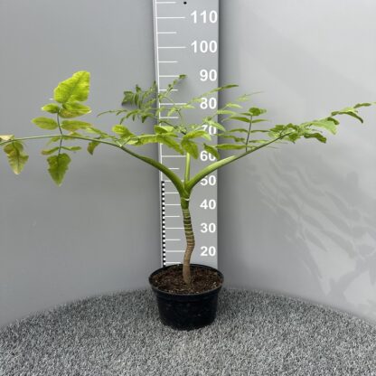 Melanoselinum decipiens