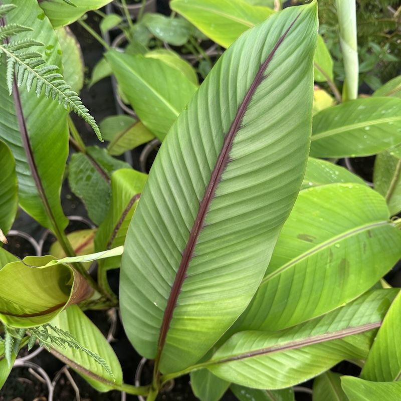 Musa intinerans Indian form