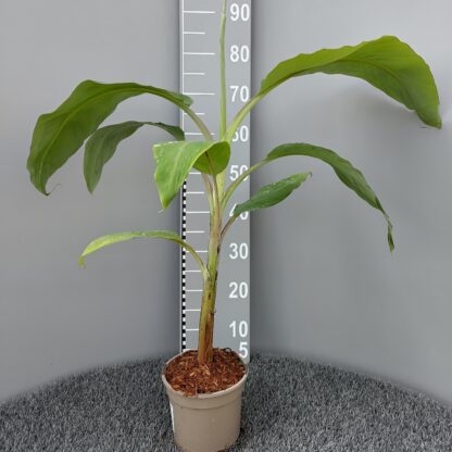 Musa x chiliocarpa in 2 litre pot