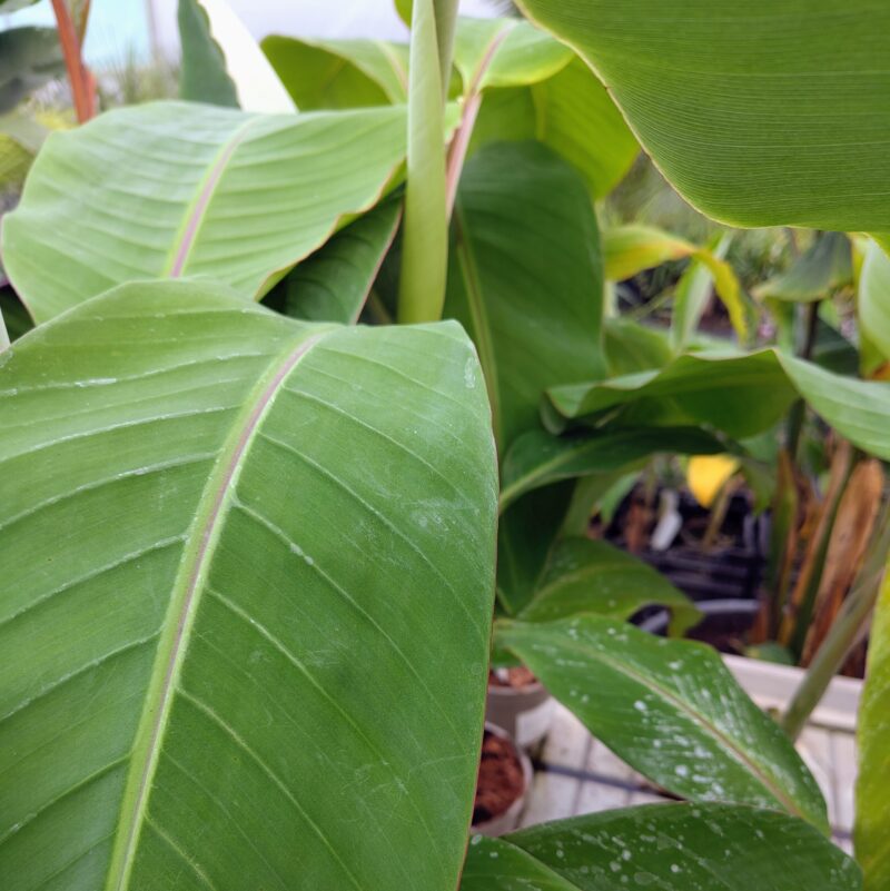 Musa x chiliocarpa