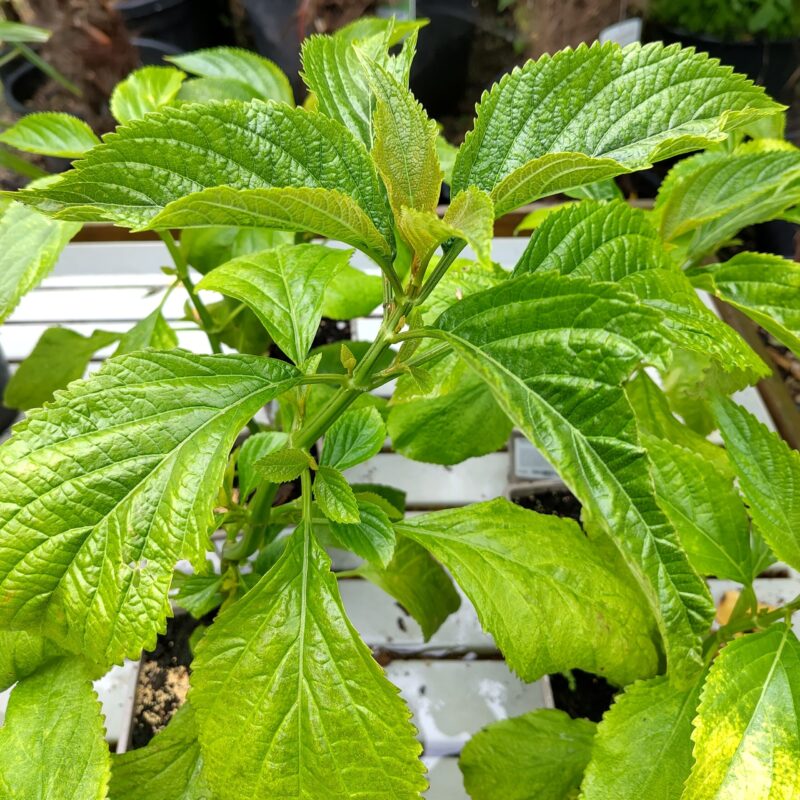 Plectranthus ecklonii