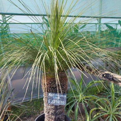 Xanthorrhoea glauca