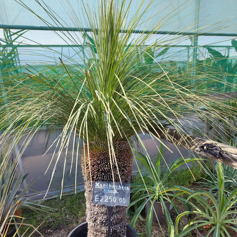 Xanthorrhoea glauca