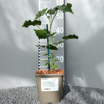 Abutilon vitafolium