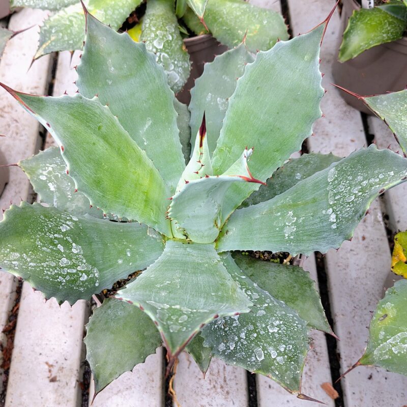 Agave hiemiflora
