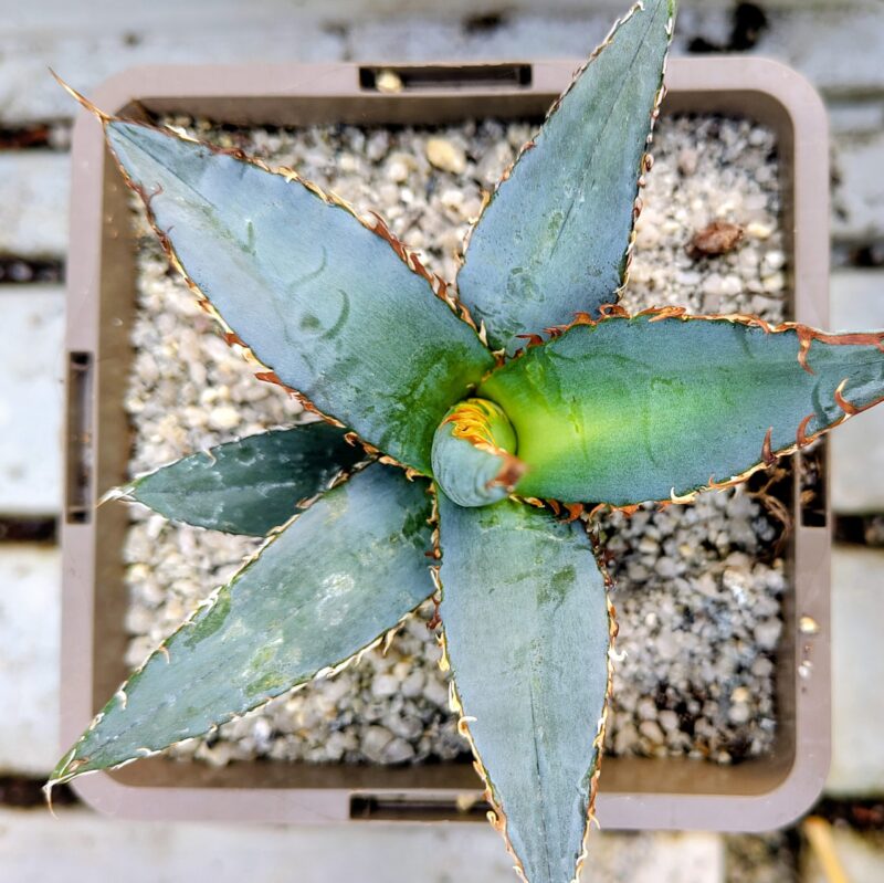 Agave oteroi 'Big Plant Blue'