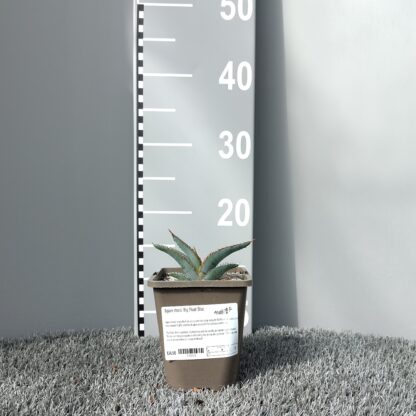 Showing size of Agave oteroi 'Big Plant Blue' in a 1 litre pot on sale at Big Plant Nursery