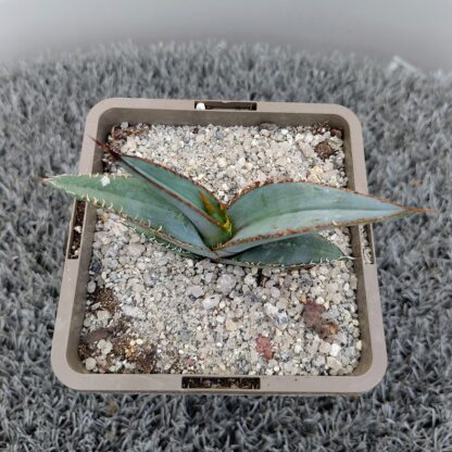 Agave oteroi 'Big Plant Blue'