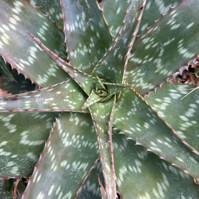 Close up view of Aloe maculata 'Giant Form.
