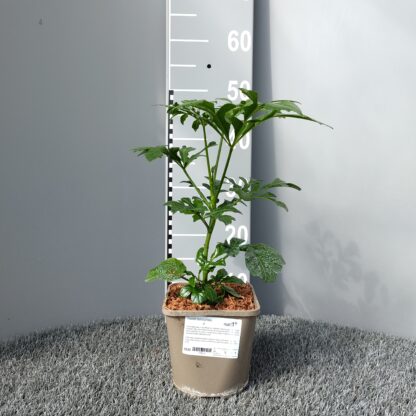 Cussonia transvaalensis in 2 litre pot