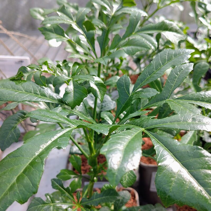 Cussonia transvaalensis