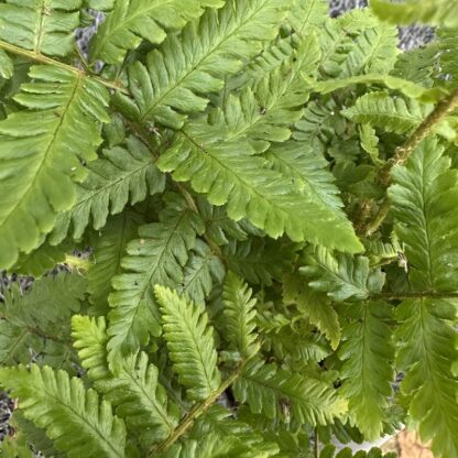Dryopteris crashirhizoma