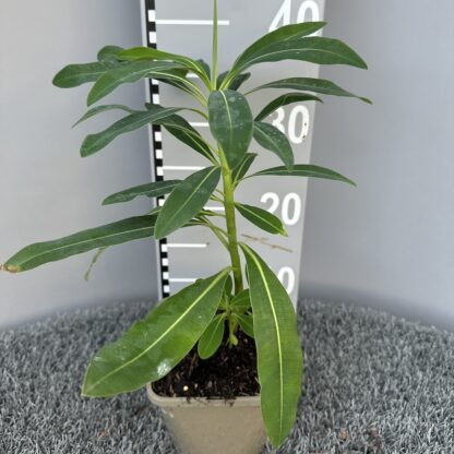 Euphorbia pasteurii