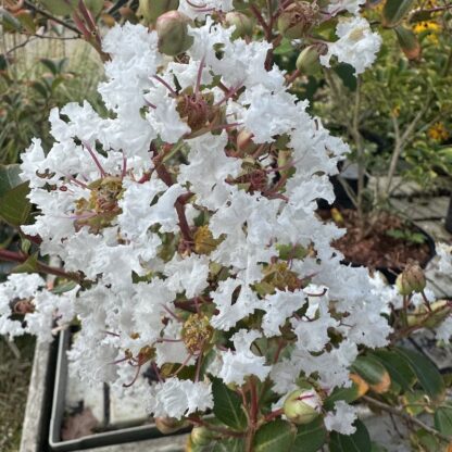 Lagerstroemia 'Niege d'ete'