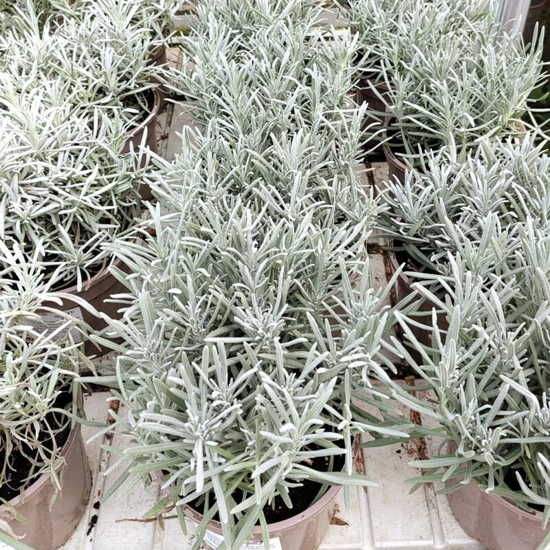 Lavender x Intermedia 'Grosso'