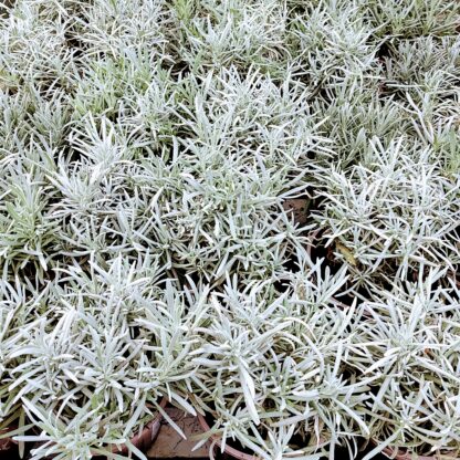 Lavender 'Vera' plants