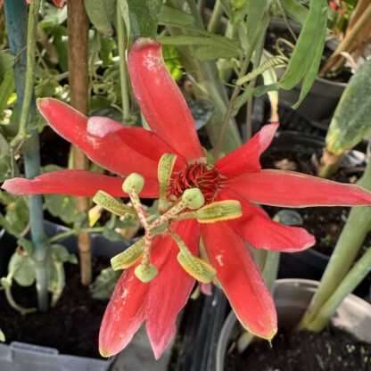 Passiflora cocuyensis ssp. Nova