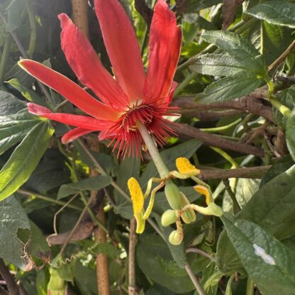 Passiflora cocuyensis ssp. Nova - Image 2