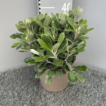 Pittosporum crassifolium 'Compactum'