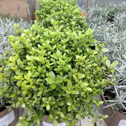 Pittosporum tenuifolium 'Midget'