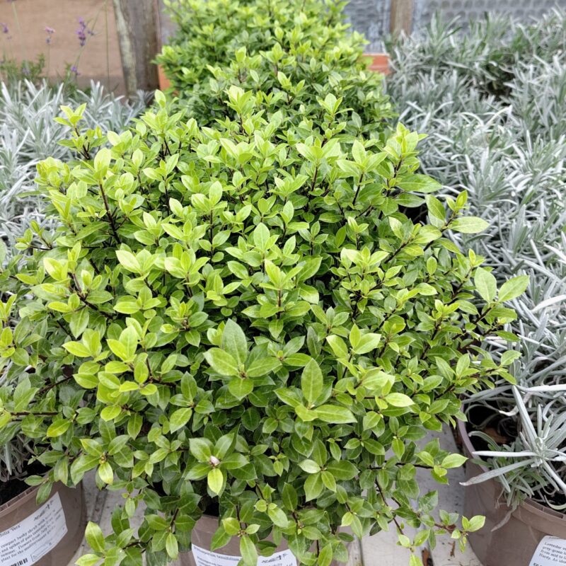 Pittosporum tenuifolium 'Midget'
