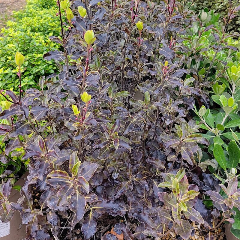 Pittosporum tenuifolium 'Purpurea'