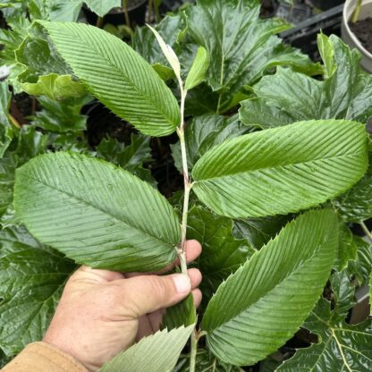 Rubus calophyllus