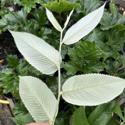 Rubus calophyllus - Image 2