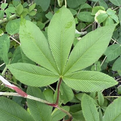Rubus lineatus