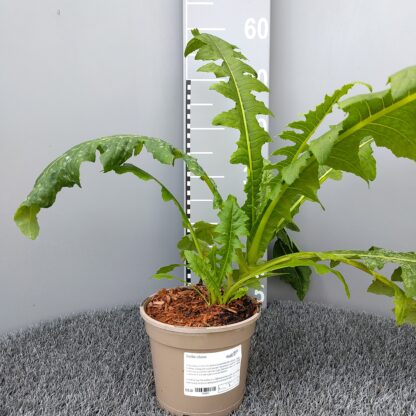 Sonhcus arboreus in 2 litre pot