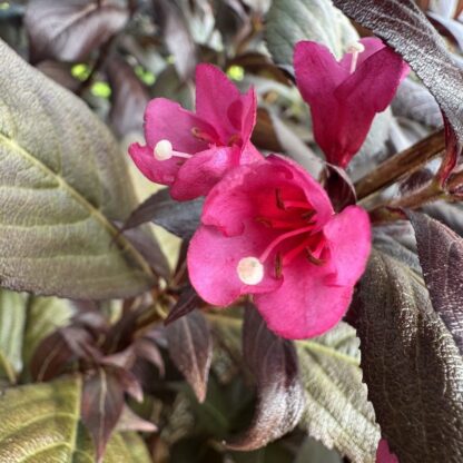 Weigela florida 'Minor Black'