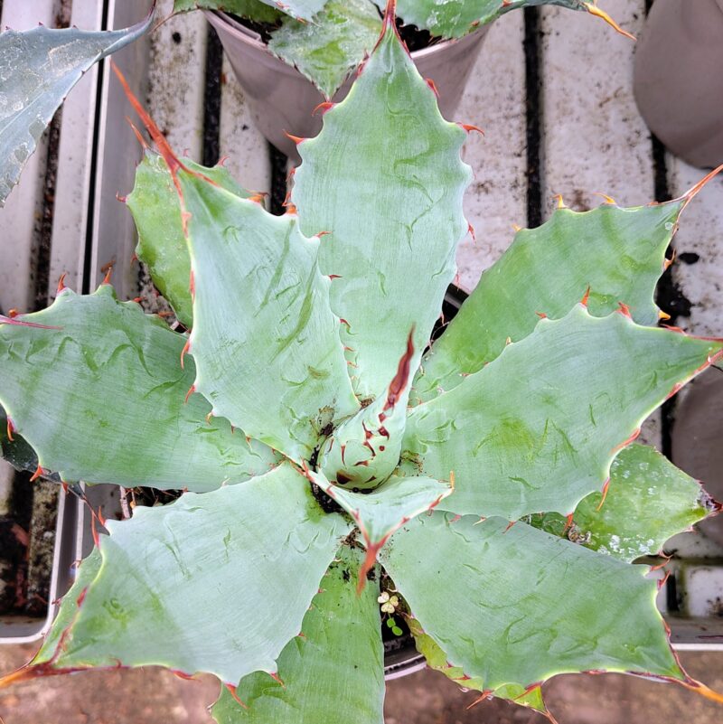 Agave vershaffletii