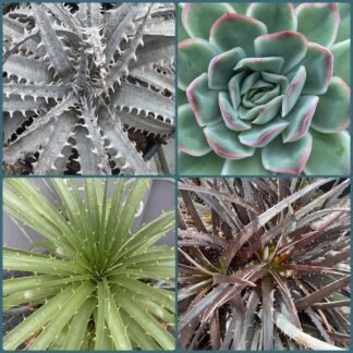 Bare Root Cacti & Succulents