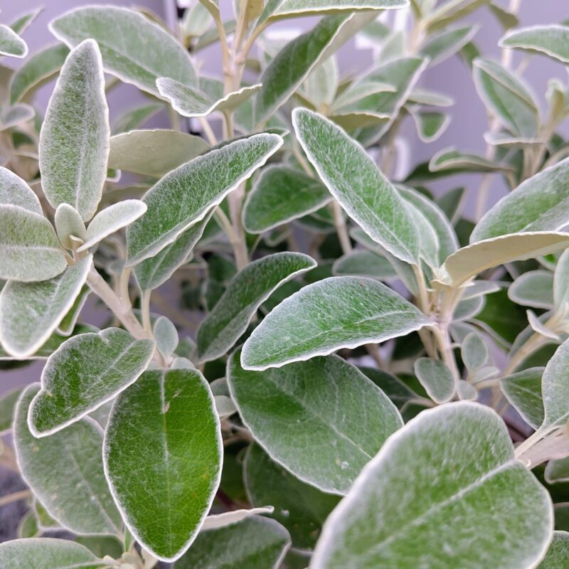 Brachyglottis 'Sunshine' felty leaves