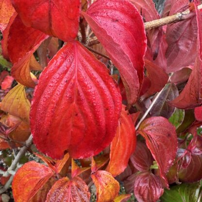 Cornus kousa 'Satomi'