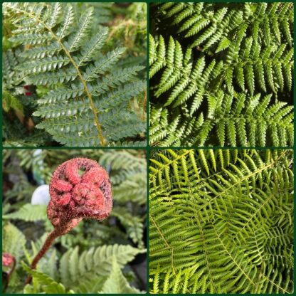 Fern Fans Lucky Dip
