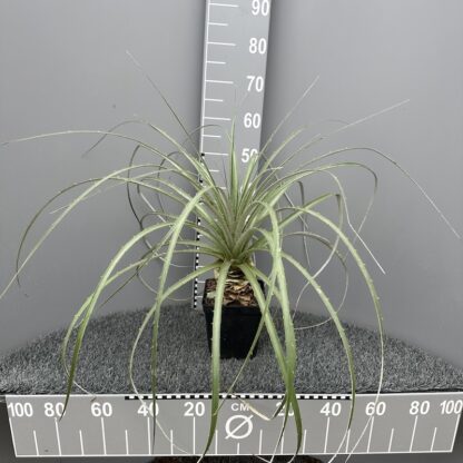 Puya berteroana