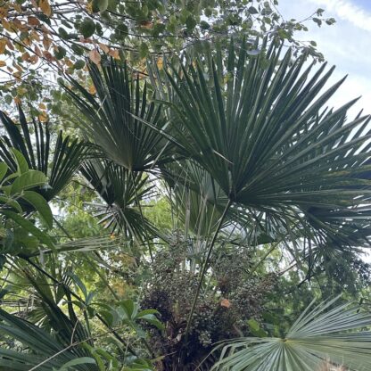 Trachycarpus  wagnerianus x fortunei