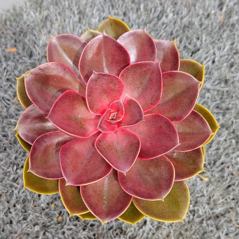Echeveria 'Red Ruby'