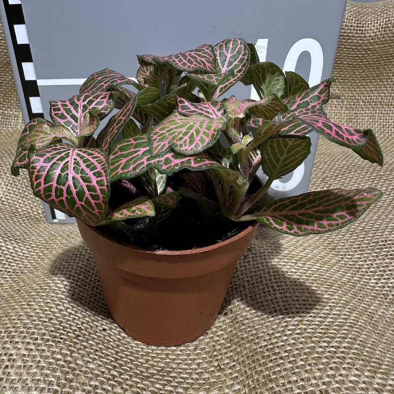Fittonia albivenis 'Pink Ruby'