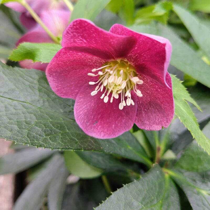 Helleborous in variety flower
