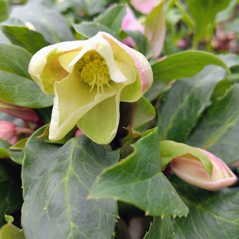 Helleborus in variety with white flower