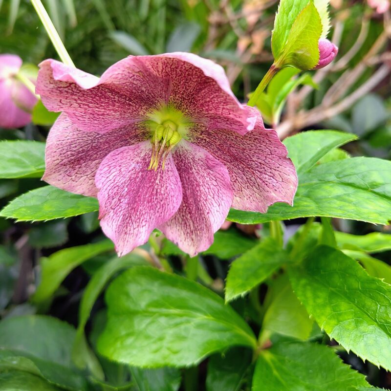 Helleborus large pink flower
