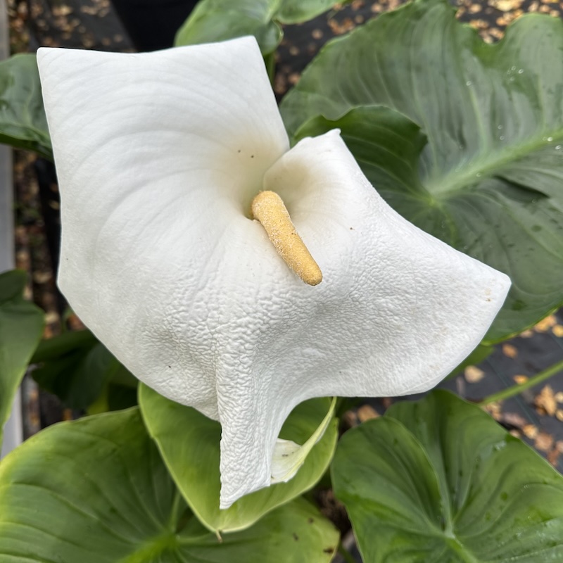 Zantedeschia aethiopica 'Over the Moon'