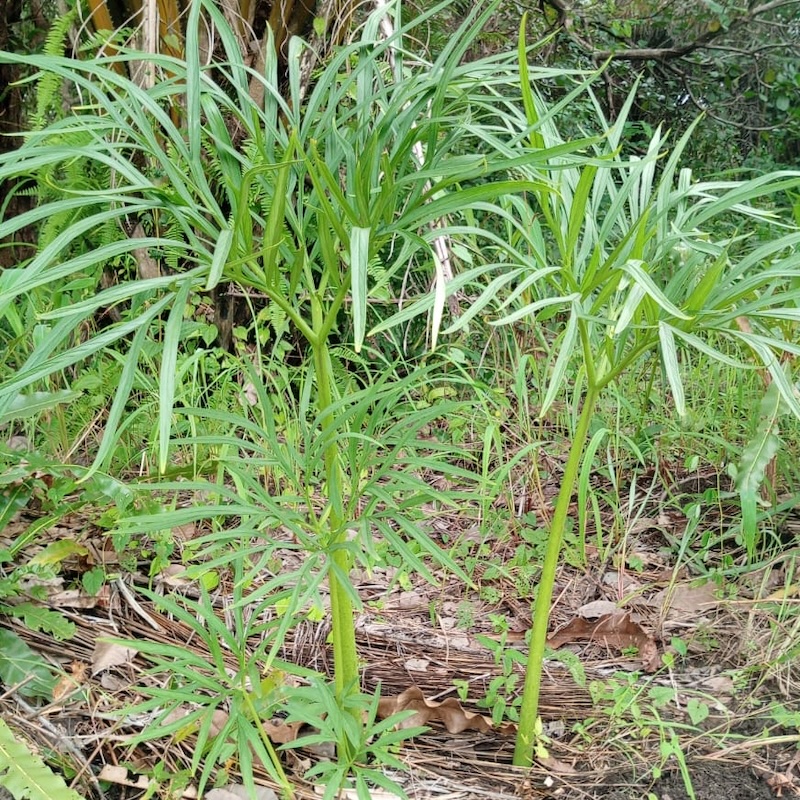 Amorphophallus aphyllus - Image 2
