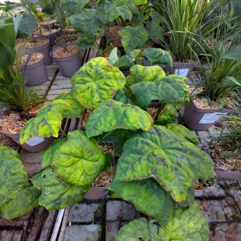 Podophyllum difforme